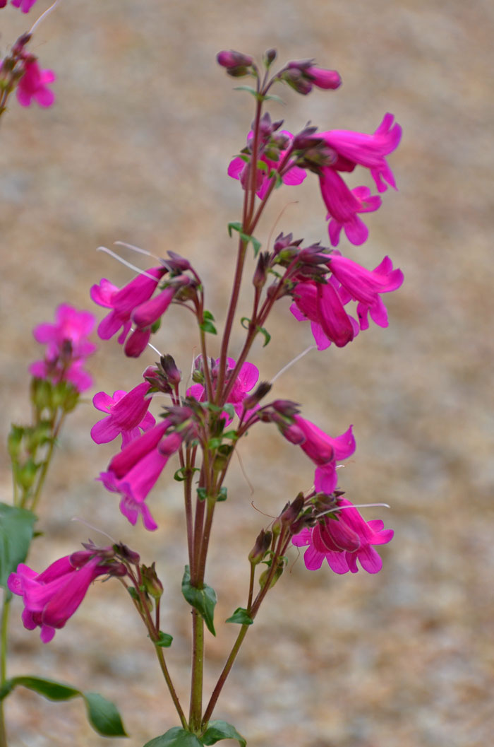 Heller's Beardtongue is a beautiful species with its paired flowers and paired leaves. Flowers range in color from deep pink to rose and even red in Texas. Penstemon triflorus 